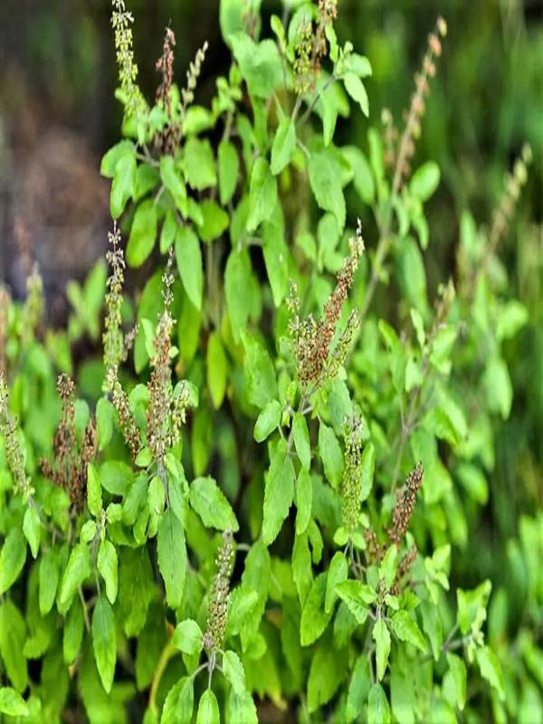 Types Of Tulsi In India And Amazing Facts Mindstick Yourviews