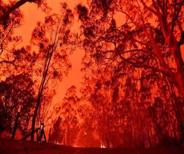 Australian Bushfires Issue : How We Are Destroying Our Own Forests!