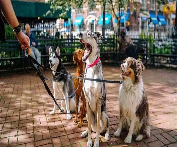 If you love Dogs check out these few cities which are most furry friendly