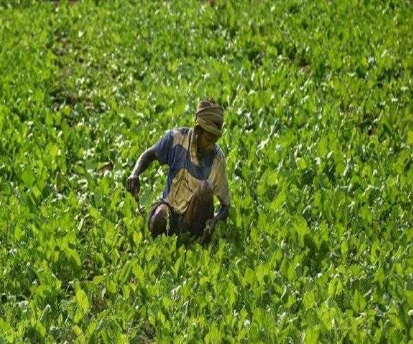 Ray of Hope in Agriculture Sector During COVID-19 Pandemic