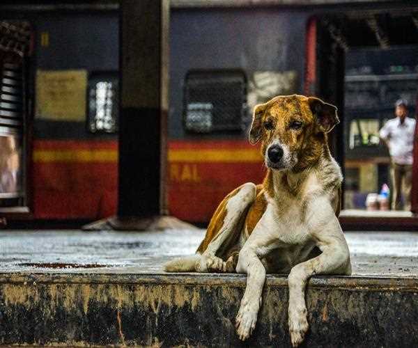 Indian Stray dogs are getting violent why?