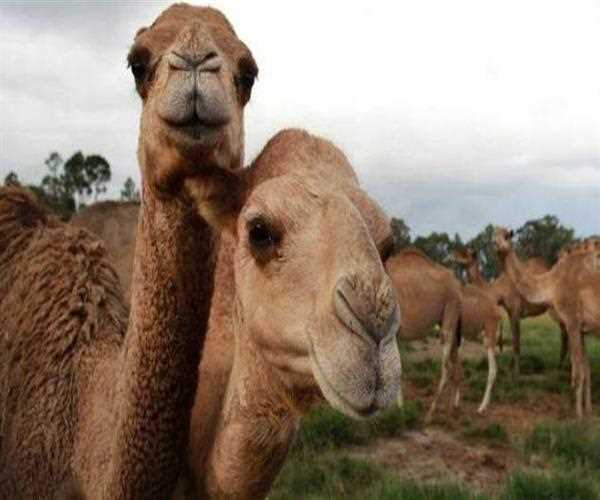 Australia Apne Hi Pyaase Camels Ko Maar Dalega, Kaun Rokega Usey ?
