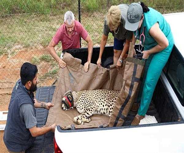 Why are cheetahs dying in India