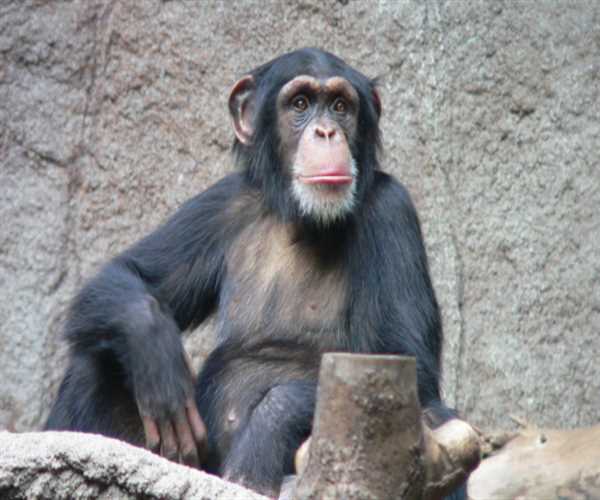 Apes are more intelligence than humans why?