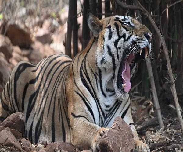 Explore the list of tiger reserves in India