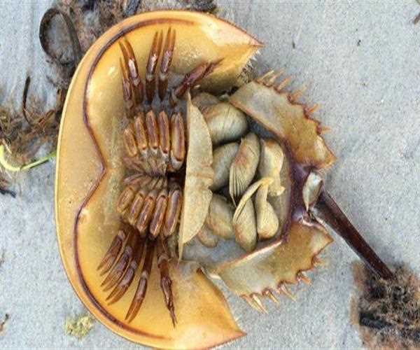 Horseshoe Crab To Play Big Role In Corona Vaccine