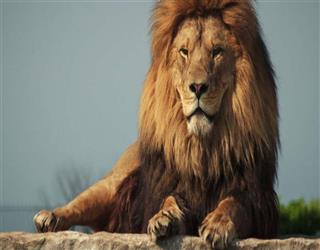 Why Lion is known as the king of the Jungle in motivational audio