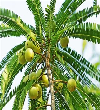 5 Sacred Plants in Hinduism and Their Spiritual Importance