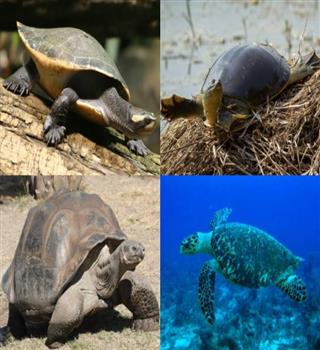 7 Tremendous Turtle Facts