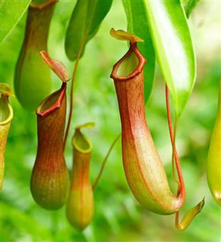 Carnivorous plants!