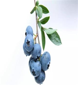 8 superfoods that promote longevity