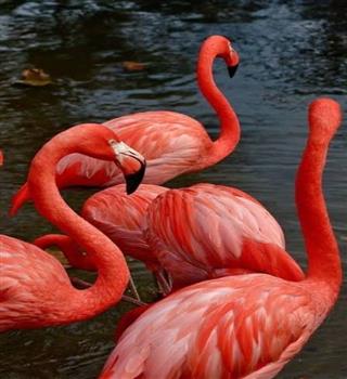 5 Cool Flamingo Fun Facts