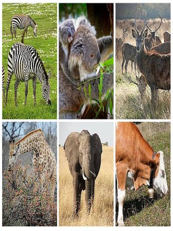 Interesting Facts about Herbivorous Animals - MindStick YourViews ...