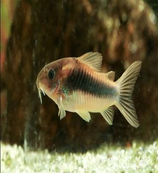 10 Best Aquarium Fish for Beginners