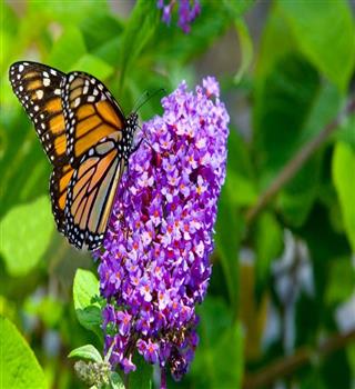 10 Plants that attract butterflies