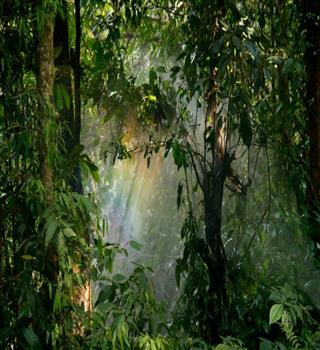 Healing Forests and the Spiritual Power of Green Spaces