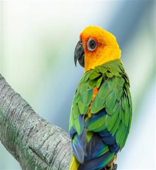7 Most Intelligent Pet Parrots