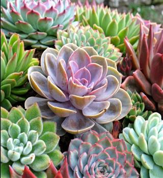 9 benefits of growing succulents at home