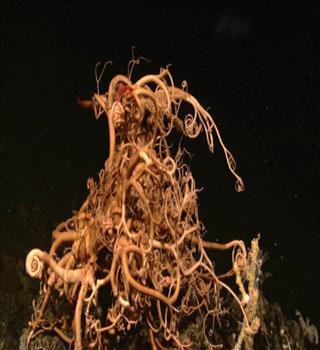 Strange looking basket star