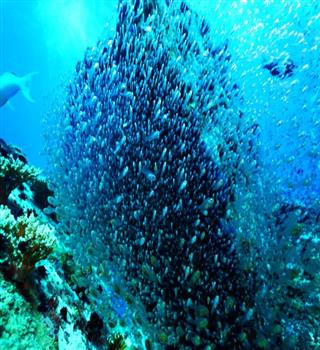 Top 10 Most Endangered Marine Animals in the World