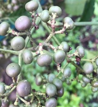 These 5 tropical plants which may 'provide anticancer benefits'