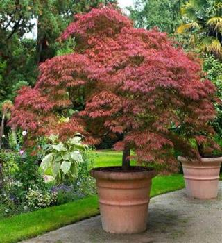 Best trees to grow in pots