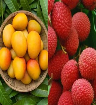 Mango vs Lychee: Which is the Best Summer Fruit?