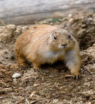 Adorable Prairie Dog