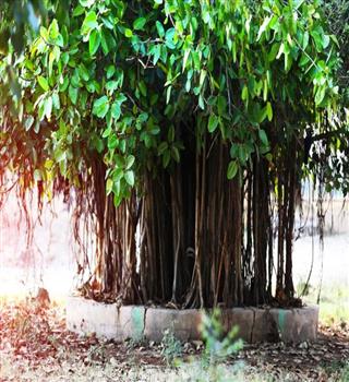 5 Trees in Indian Culture That Are Considered Sacred