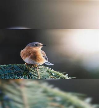 Top 10 Poisonous birds in the world