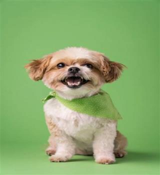 8 Dog Breeds That Look Just Like Toys