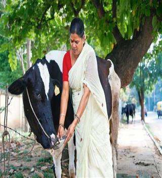 Why Ants and Cows are fed during Pitru Paksha