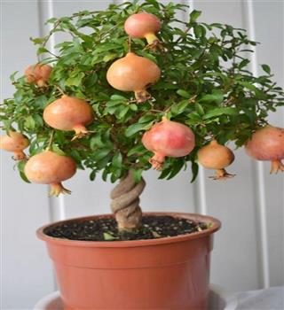 How to grow pomegranate trees in buckets at home?