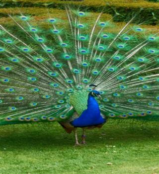 10 animals that are believed to bring good luck