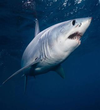 8 Incredible Facts About Sharks
