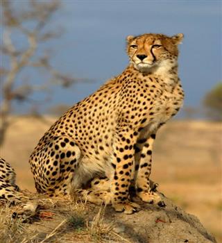 Do Cheetahs still exist in india?