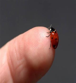 Facts about ladybug