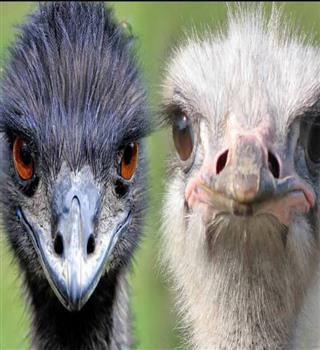 Key Differences Between Ostrich and Emu