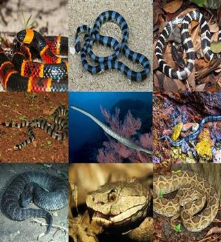 10 snakes with the most striking patterns