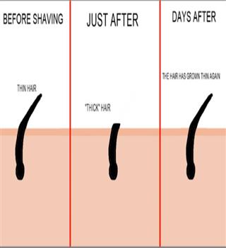 Does hair grow back thicker after shaving?