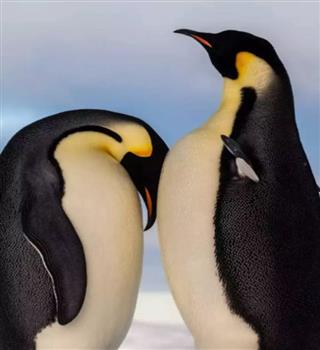 8 Unique Penguin Species from Around the World
