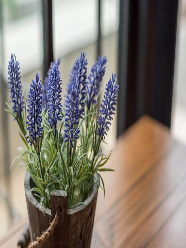 Best indoor plants to keep negative energy away - MindStick YourViews ...