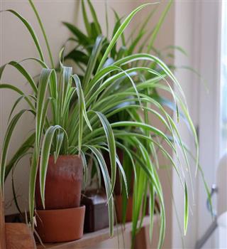 10 beautiful window-friendly plants.