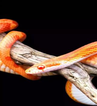 10 Snake Species That Are Kept as Pets