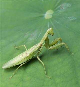 Bizarre praying mantis facts
