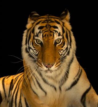 5 unique features of the Bengal Tiger