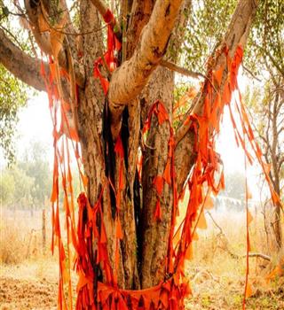Why the Peepal Tree is Worshipped – The Scientific Explanation