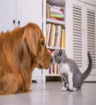 6 Dog breeds that are friendly with cats