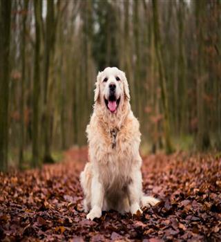 10 Happiest Dog Breeds in the World