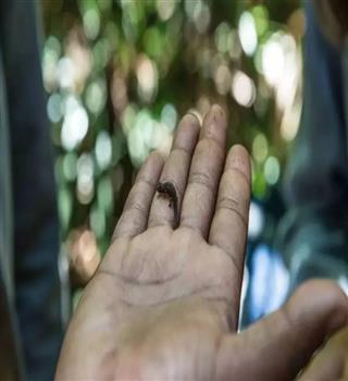 Top 10 Smallest Mammals in the World